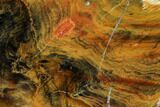 Petrified Wood (Araucioxylon) - Circle Cliffs, Utah #104625-1